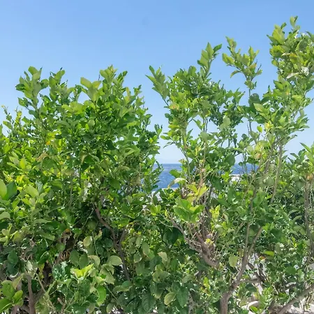 Paradiso By Sea Alure